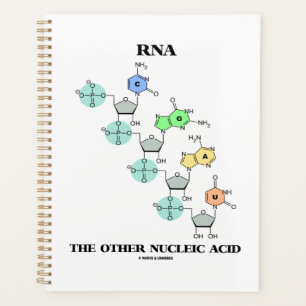 RNA The Other Nucleic Acid Chemical Structure Planner
