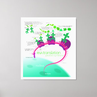 RNA Translation in Protein Synthesis Diagram Canvas Print