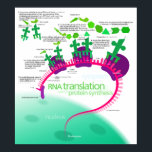 RNA Translation in Protein Synthesis Diagram Poster<br><div class="desc">RNA Translation in Protein Synthesis Diagram</div>