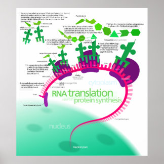 RNA Translation in Protein Synthesis Diagram Poster