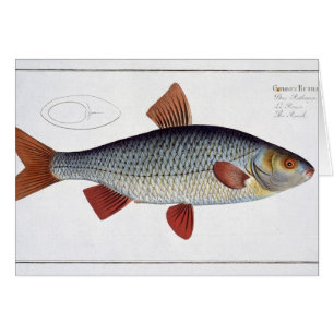 Roach (Cyprinus Rutilis) plate II from 'Ichthyolog