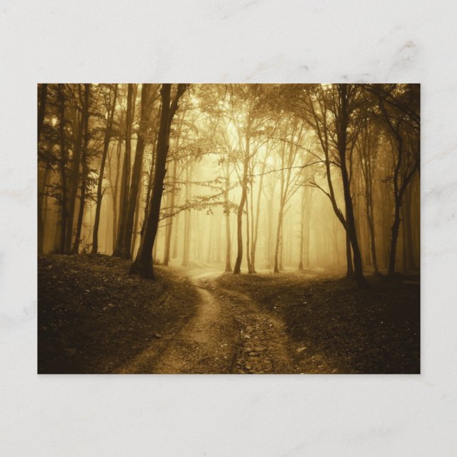 Road in a dark forest with fog postcard (Front)