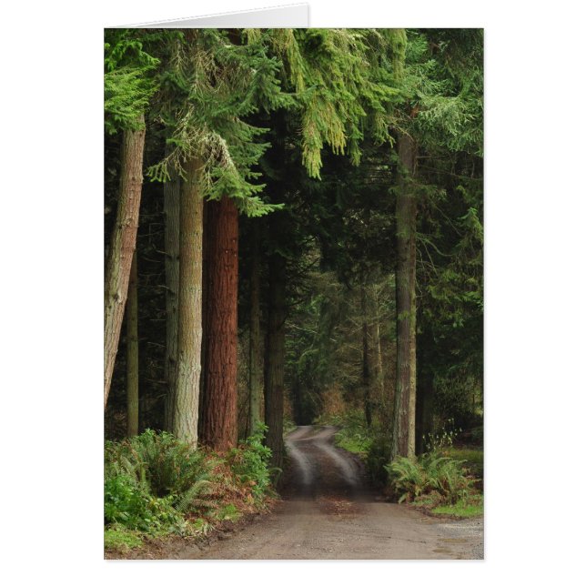 Road lined with Firs (Front)