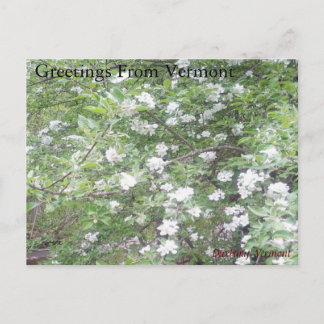 Road side Wonders Postcard