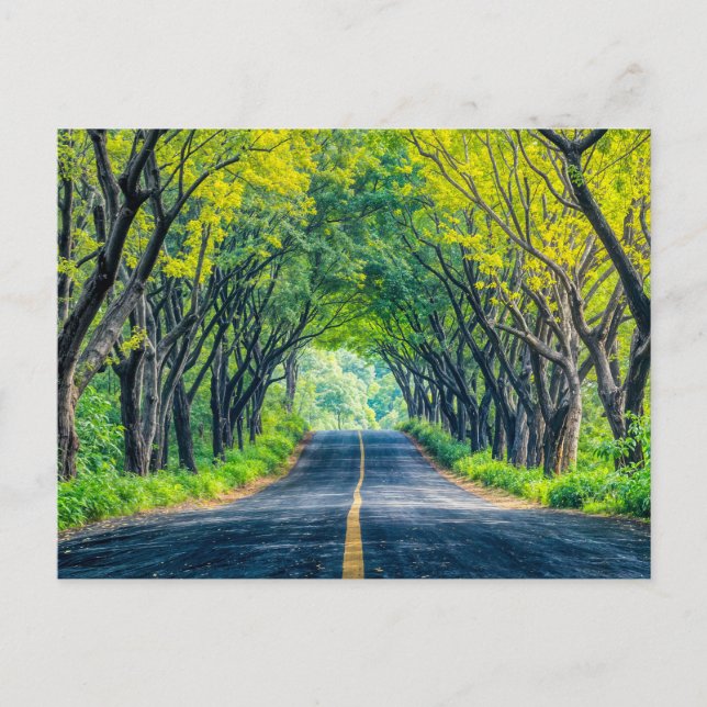 Road Through Dense Tree Alley Holiday Postcard (Front)