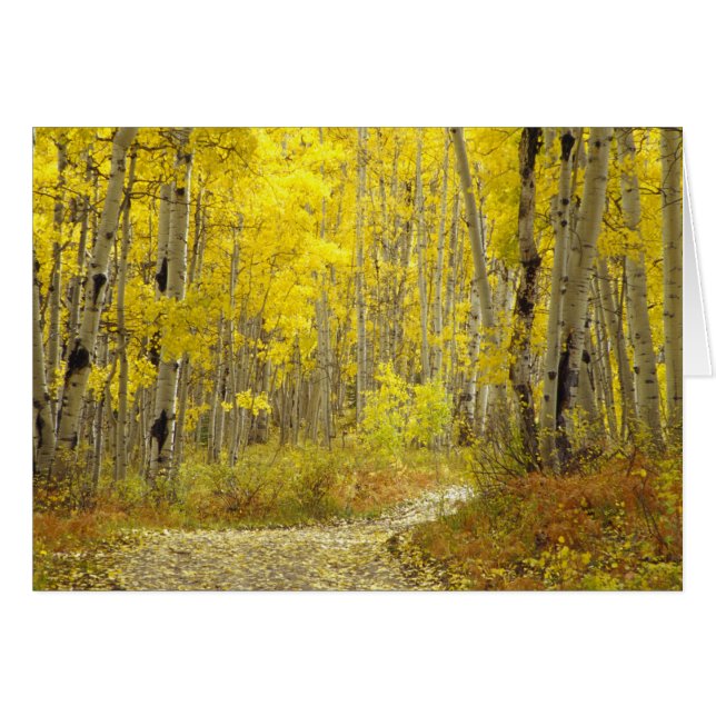Road with autumn colours and aspens in Kebler 2 (Front Horizontal)