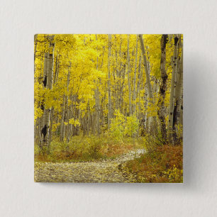 Road with autumn colours and aspens in Kebler 2 15 Cm Square Badge
