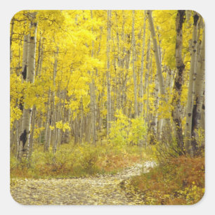 Road with autumn colours and aspens in Kebler 2 Square Sticker