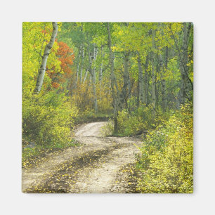 Road with autumn colours and aspens in Kebler Magnet
