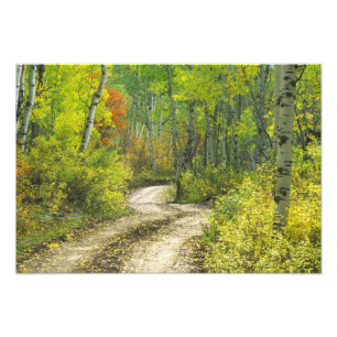 Road with autumn colours and aspens in Kebler Photo Print
