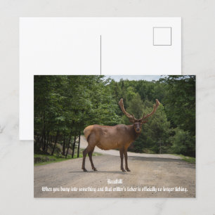 Roadkill postcard