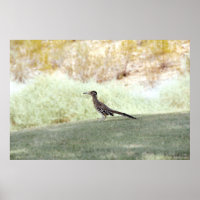 roadrunner bird in the desert poster