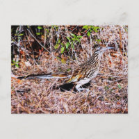 Roadrunner Bird