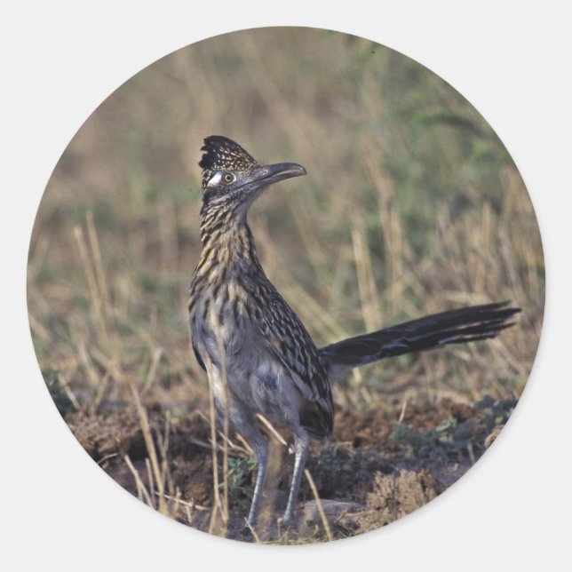 Roadrunner Classic Round Sticker (Front)
