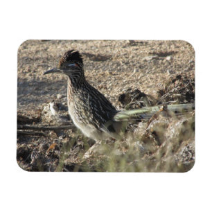 Roadrunner Magnet