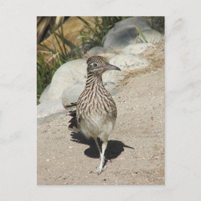 Roadrunner Postcard (Front)
