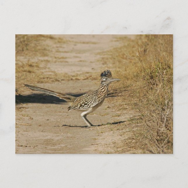 Roadrunner Postcard (Front)