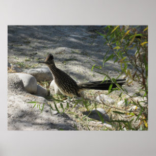 Roadrunner Poster