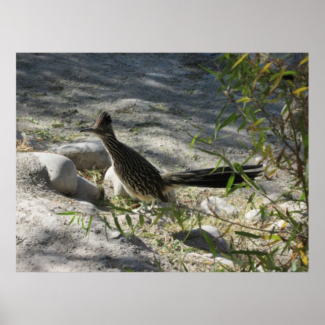 Roadrunner Poster (Front)