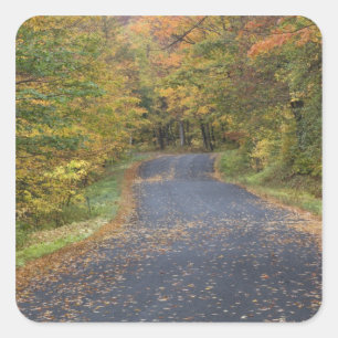Roadside fall foliage, Southern Vermont, USA Square Sticker