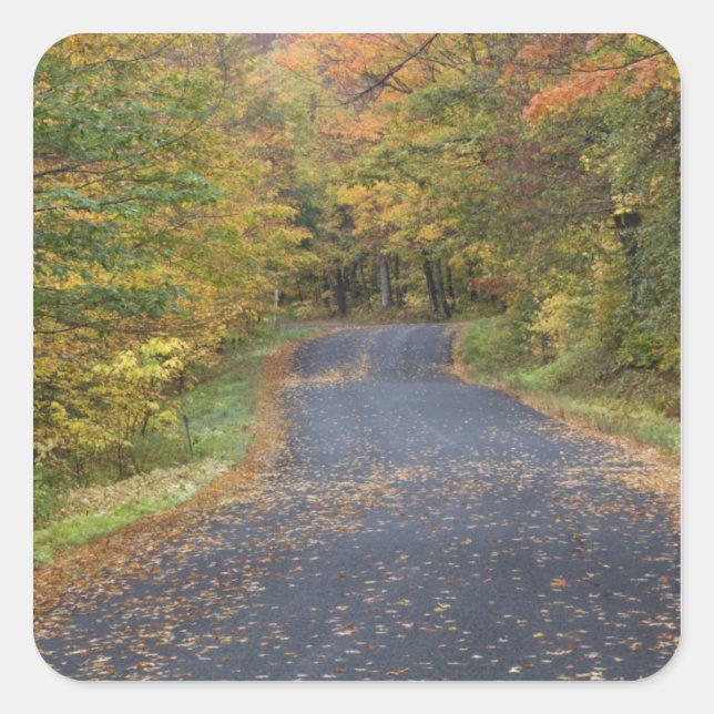 Roadside fall foliage, Southern Vermont, USA Square Sticker (Front)