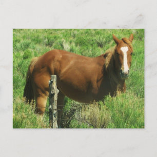 Roadside Friend Postcard