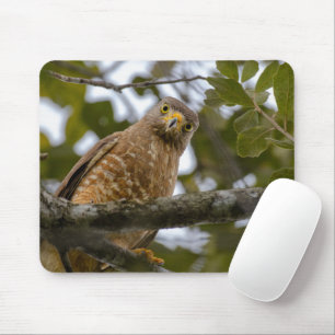 Roadside Hawk, Wildlife Avian Photography Mouse Pad