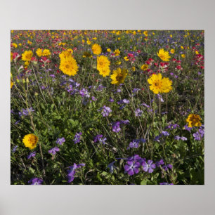 Roadside wildflowers in Texas, spring 2 Poster