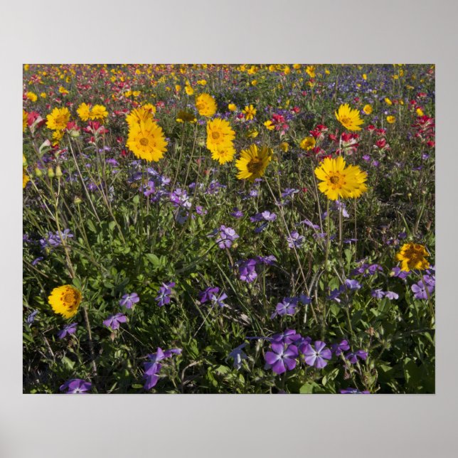 Roadside wildflowers in Texas, spring 2 Poster (Front)