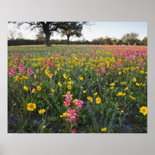 Roadside wildflowers in Texas, spring 3 Poster