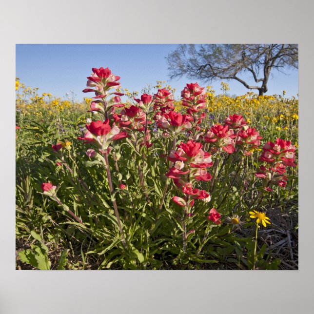 Roadside wildflowers in Texas, spring 4 Poster (Front)