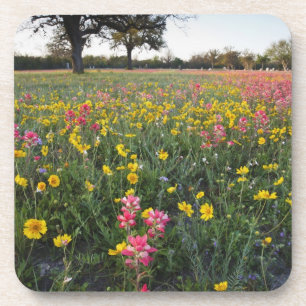 Roadside wildflowers in Texas, spring Coaster