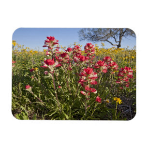 Roadside wildflowers in Texas, spring Magnet
