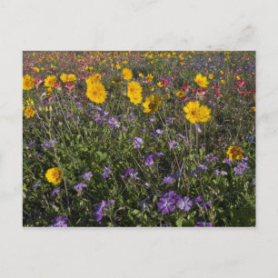 Roadside wildflowers in Texas, spring Postcard