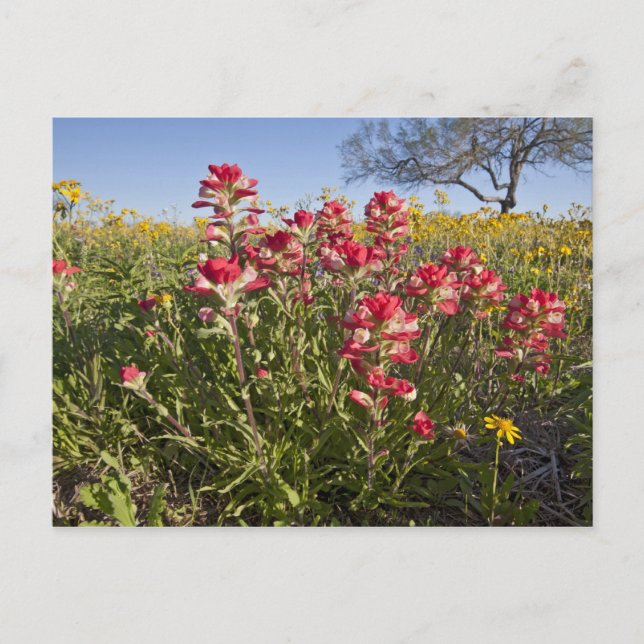 Roadside wildflowers in Texas, spring Postcard (Front)