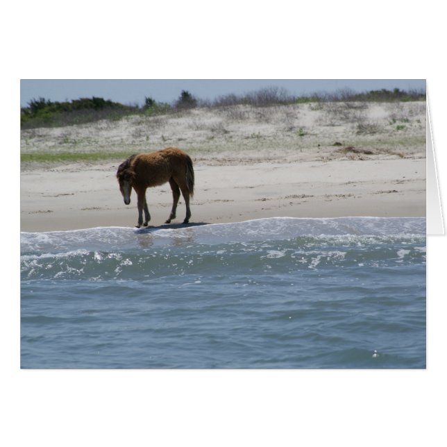 Roam Free (Front Horizontal)