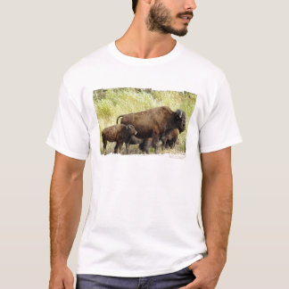 Roaming Buffalo Men's T-Shirt