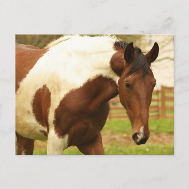 Roaming Paint Horse Postcard (Front)