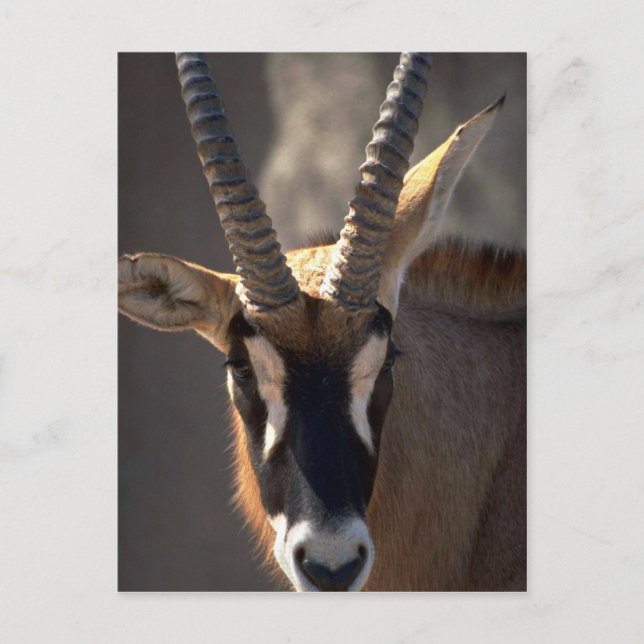 Roan Antelope Head Postcard (Front)