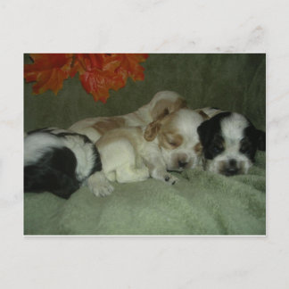 Roan Cocker spaniel  puppies. Nap Time! Postcard