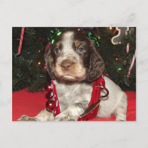 Roan English Springer Spaniel Christmas Puppy Holiday Postcard