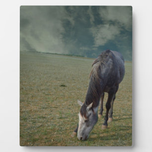 Roan Horse Grazing In Paddock, Plaque
