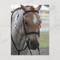 Roan Pony Postcards