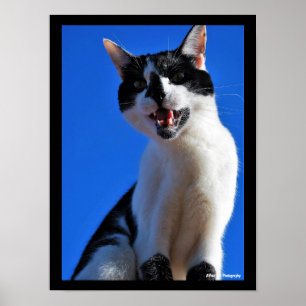 Roar of the Domestic Cat Poster