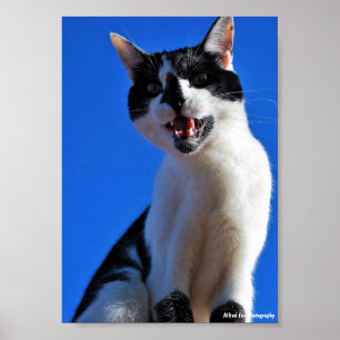 Roar of the Domestic Cat Poster