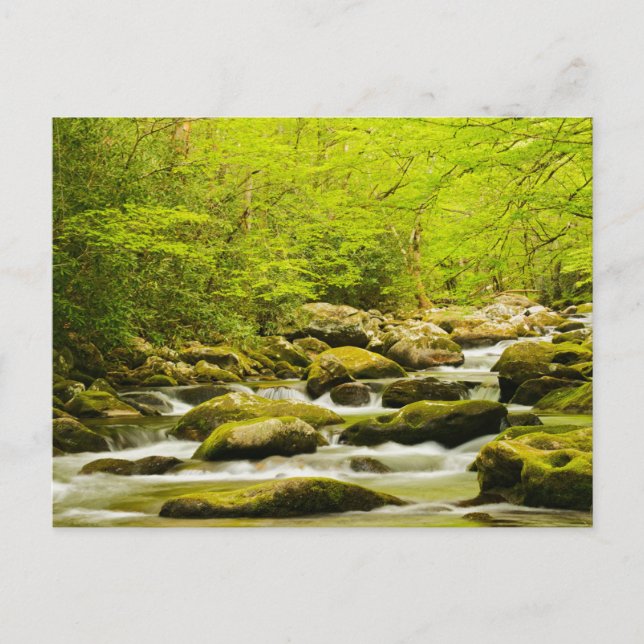 Roaring Fork in Spring Postcard (Front)