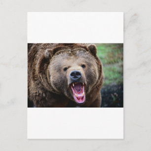 Roaring Grizzly Bear Postcard