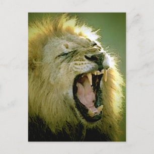 Roaring Lion Postcard