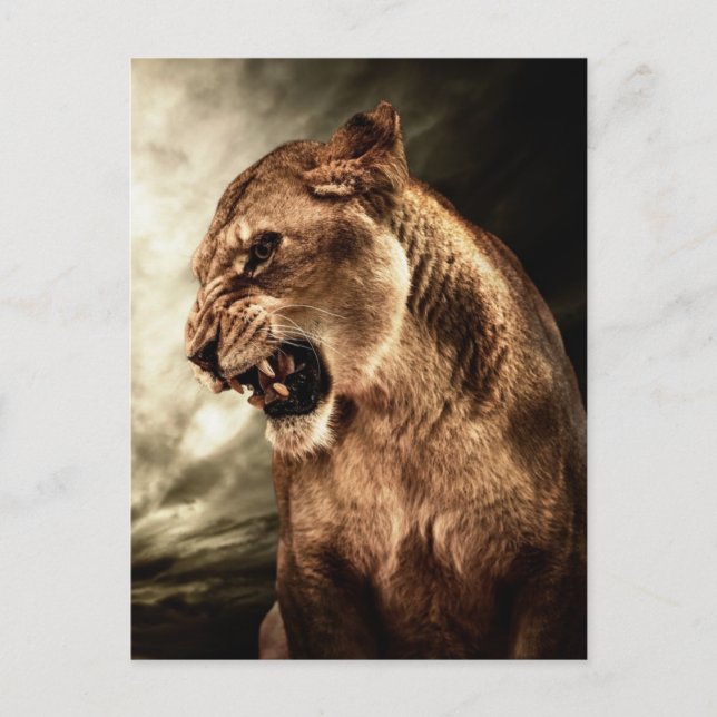 Roaring lioness against stormy sky postcard (Front)