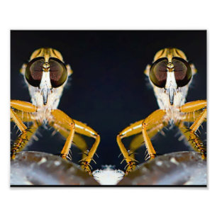 Robber Flies - Efferia albibarbis Photo Print